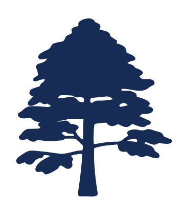 Bunya Tree